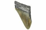 Partial, Fossil Megalodon Tooth - Serrated Blade #368476-1